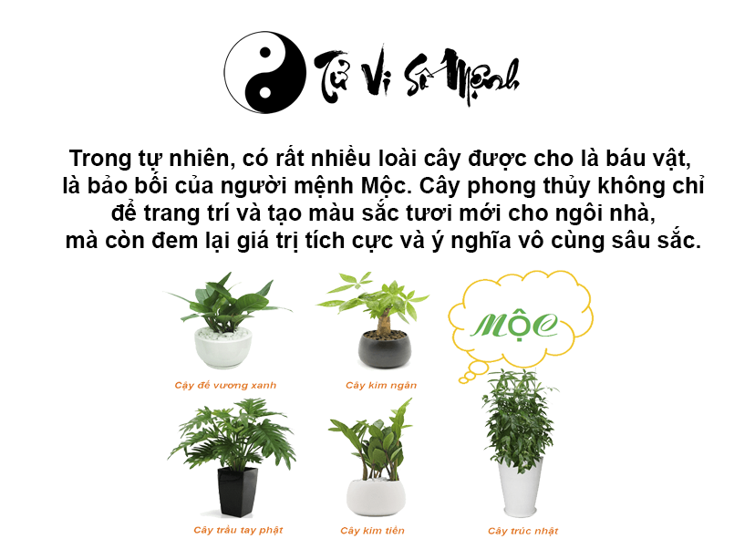 Mệnh Mộc hợp màu gì và màu sắc may mắn của người mệnh Mộc