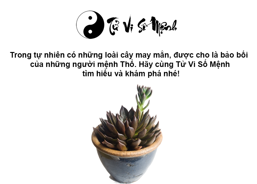 Mệnh Thổ hợp màu gì và màu sắc may mắn của người mệnh Thổ